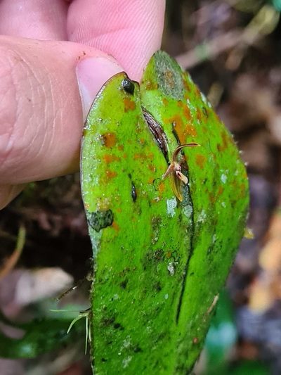 Pleurothallis convexa, photographed by Michael Bakker Paiva