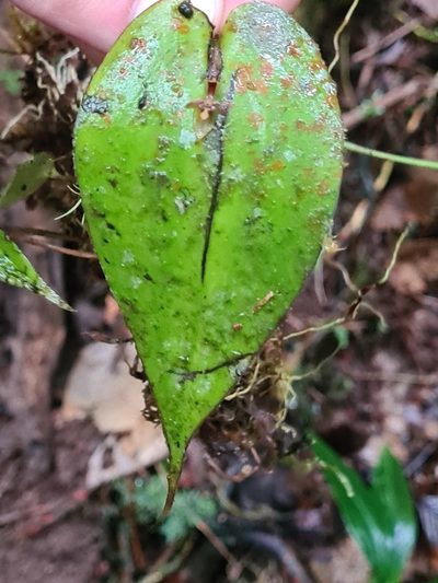 Pleurothallis convexa, photographed by Michael Bakker Paiva