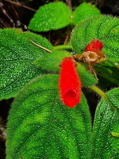 Kohleria villosa, photographed by Michael Bakker Paiva