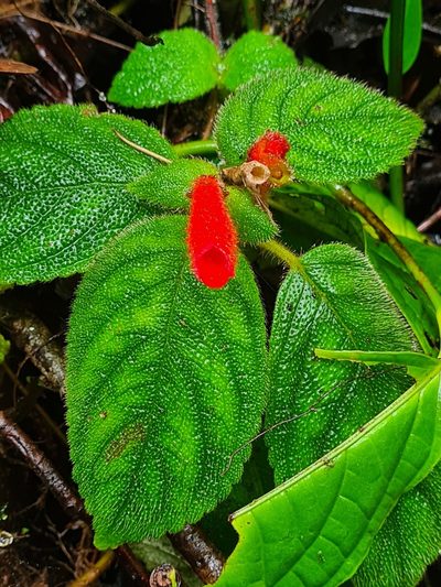 Kohleria villosa, photographed by Michael Bakker Paiva