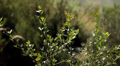 Polemannia simplicior, photographed by Tony Rebelo