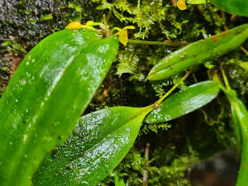 Pleurothallis dibolia, photographed by Michael Bakker Paiva