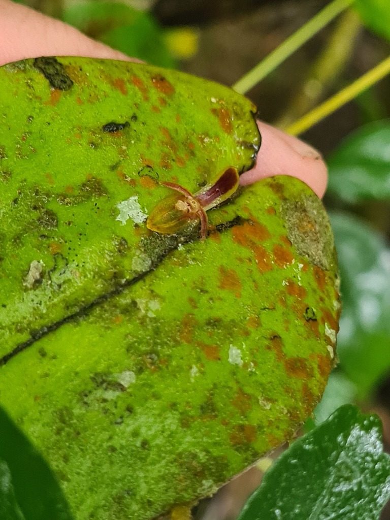 Pleurothallis convexa, photographed by Michael Bakker Paiva