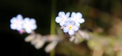 Myosotis semiamplexicaulis, photographed by Tony Rebelo