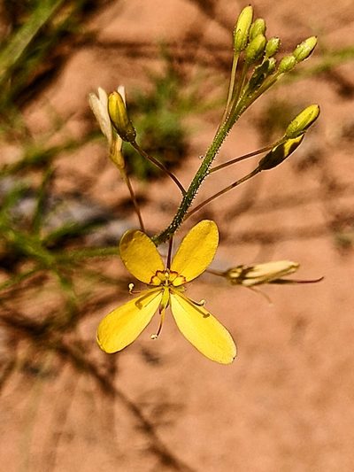 Cleome tetrandra, photographed by Michael Somerville