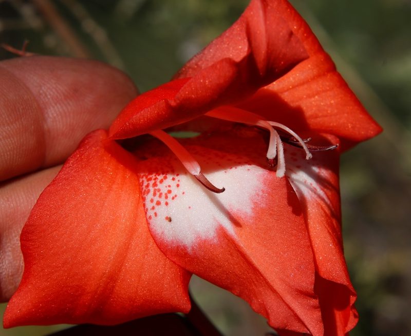 Gladiolus saundersii, photographed by Tony Rebelo