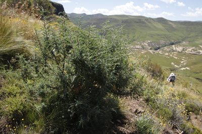 Lessertia frutescens, photographed by Tony Rebelo