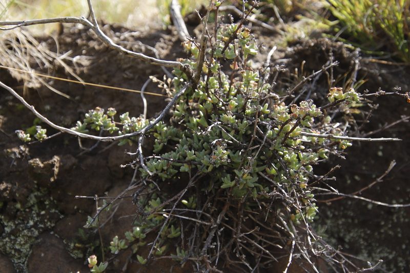 Ruschia putterillii, photographed by Tony Rebelo