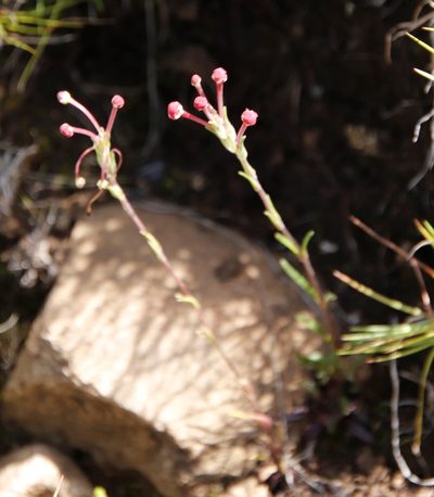 Zaluzianskya schmitziae, photographed by Tony Rebelo