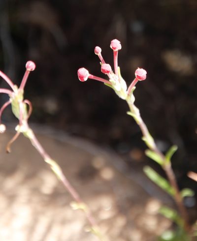 Zaluzianskya schmitziae, photographed by Tony Rebelo