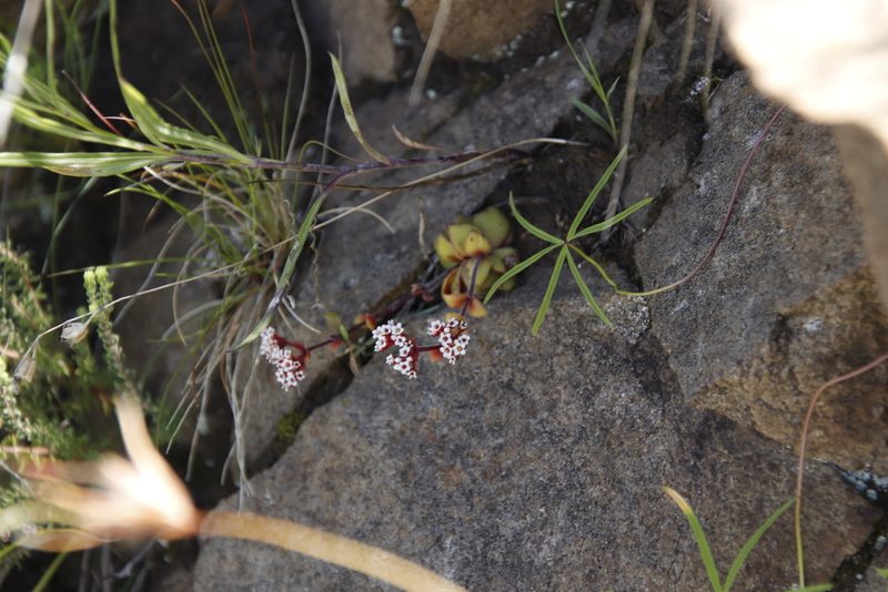 Crassula natalensis, photographed by Tony Rebelo