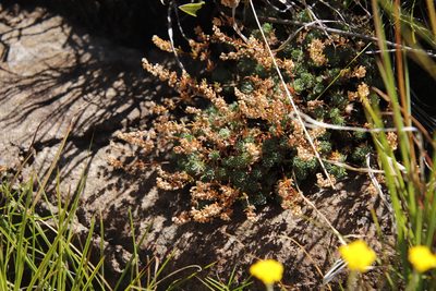Psammotropha mucronata, photographed by Tony Rebelo