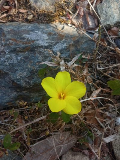 Reinwardtia indica, photographed by Maya Lodhiyal