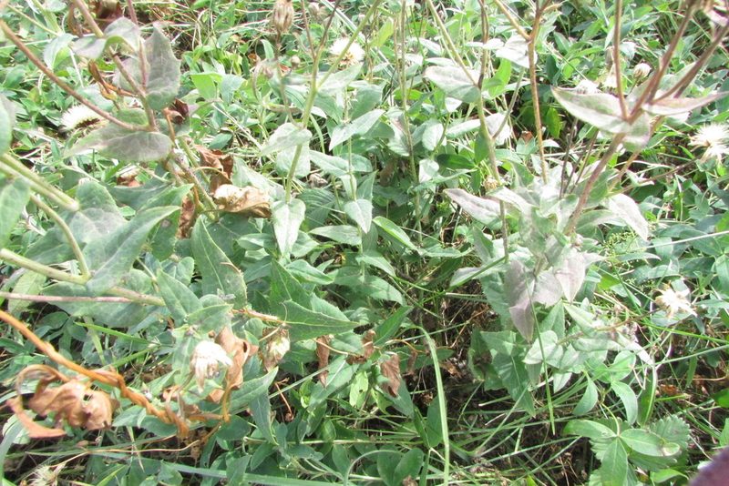Hieracium virosum, photographed by Татьяна Горбушина