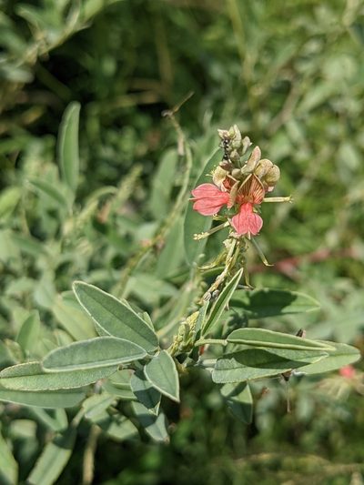 Indigofera oblongifolia, photographed by Michael Somerville