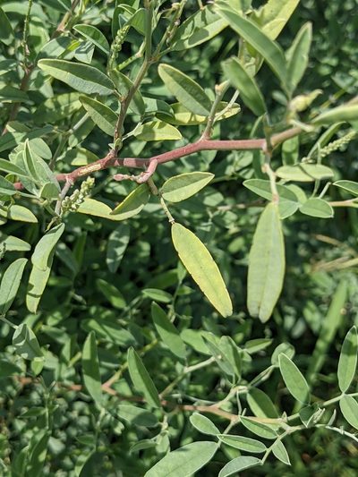 Indigofera oblongifolia, photographed by Michael Somerville