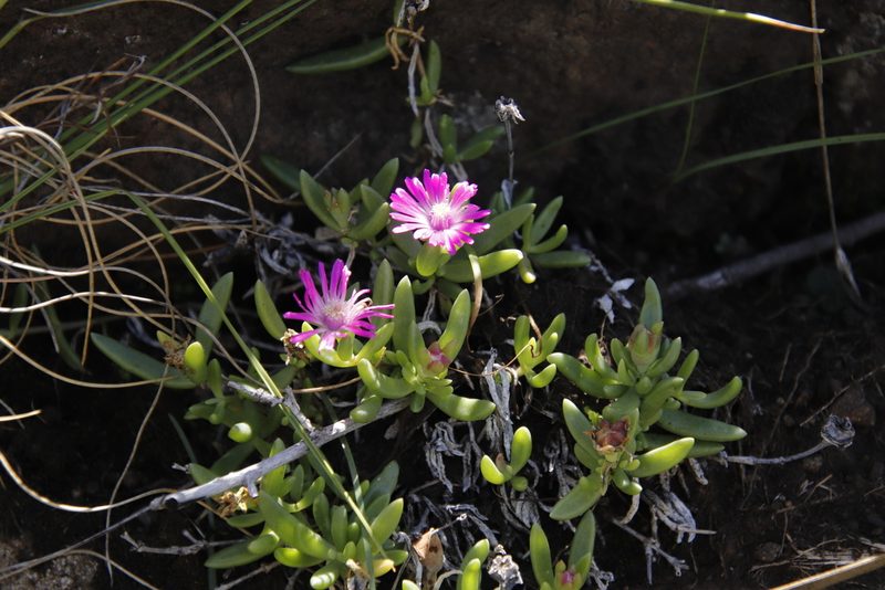 Delosperma nelii, photographed by Tony Rebelo
