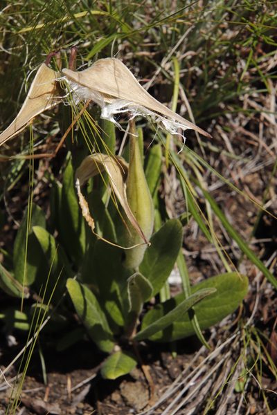 Asclepias humilis, photographed by Tony Rebelo