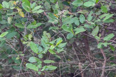 Laguncularia racemosa, photographed by Trevor Van Loon