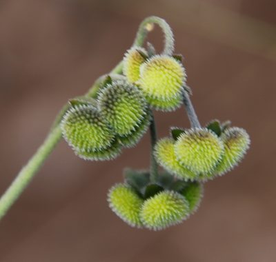 Cynoglossum hispidum, photographed by Tony Rebelo