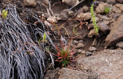 Pharnaceum alpinum, photographed by Tony Rebelo