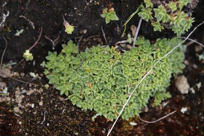 Crassula setulosa, photographed by Tony Rebelo