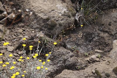 Pharnaceum alpinum, photographed by Tony Rebelo