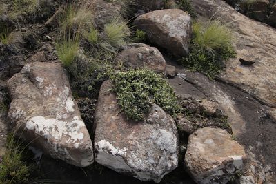 Ruschia putterillii, photographed by Tony Rebelo