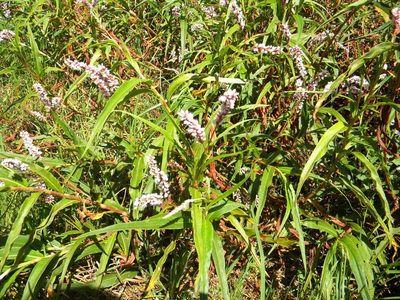 Persicaria madagascariensis, photographed by Tim Kirsten