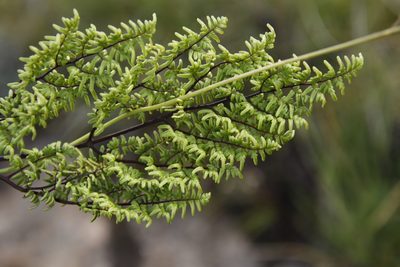 Choristosoria quadripinnata, photographed by Tony Rebelo