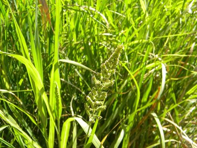 Echinochloa pyramidalis, photographed by Tim Kirsten