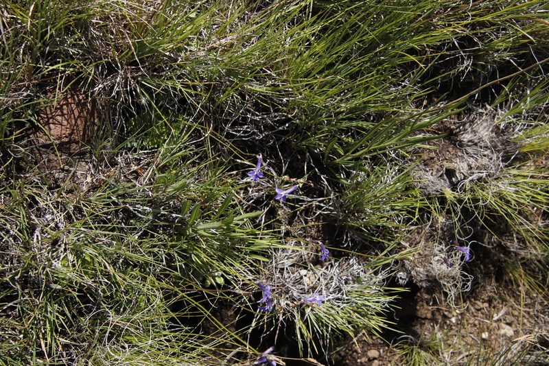 Lobelia preslii, photographed by Tony Rebelo