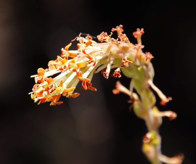 Glumicalyx nutans, photographed by Tony Rebelo