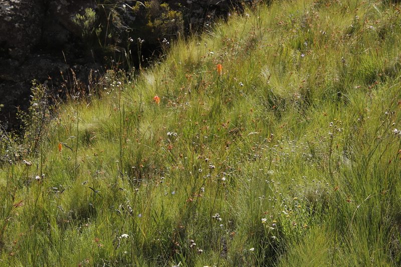 Kniphofia triangularis, photographed by Tony Rebelo