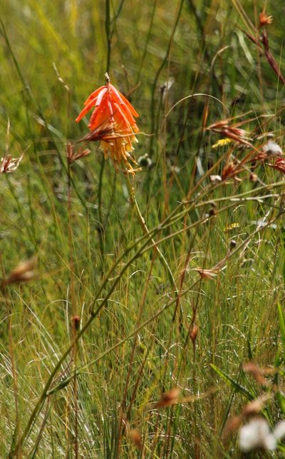 Kniphofia triangularis, photographed by Tony Rebelo