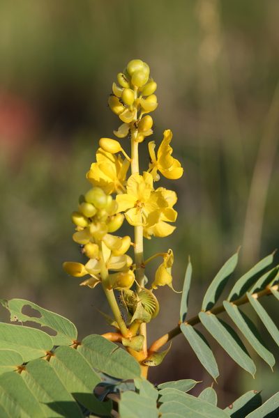 Senna venusta, photographed by Hugo Innes