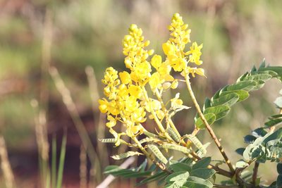 Senna venusta, photographed by Hugo Innes