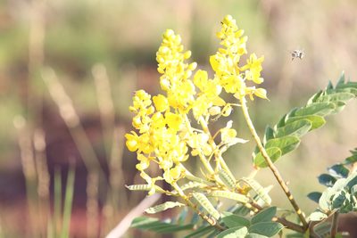 Senna venusta, photographed by Hugo Innes