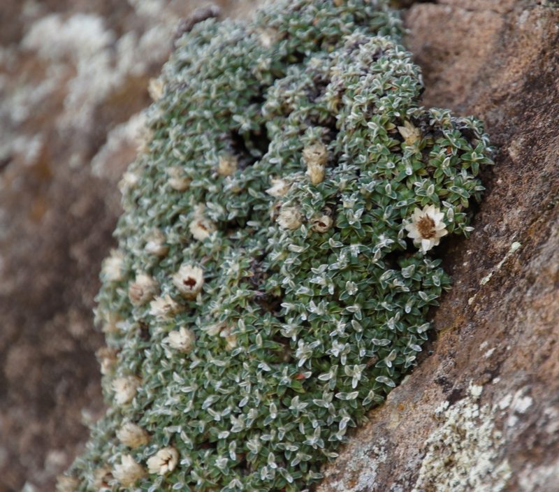 Helichrysum sessilioides, photographed by Tony Rebelo