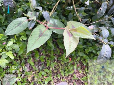 Persicaria chinensis, photographed by 謝麗霦