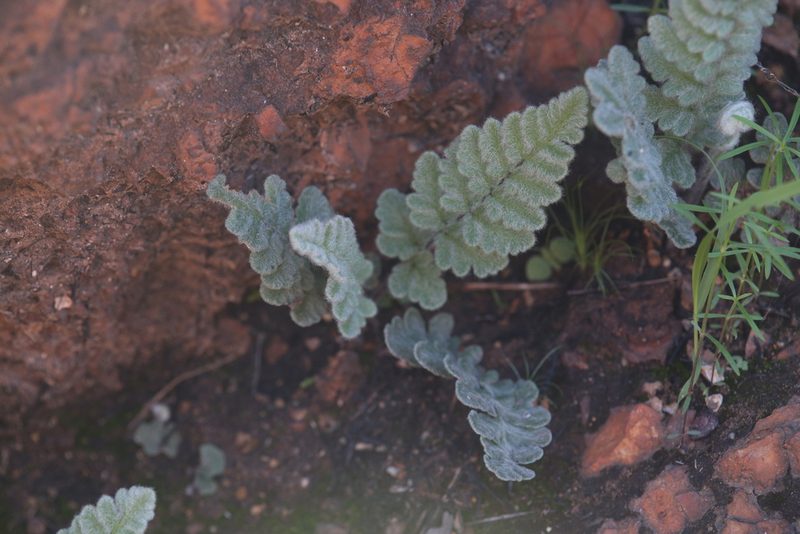 Cheilanthes brownii, photographed by Hugo Innes