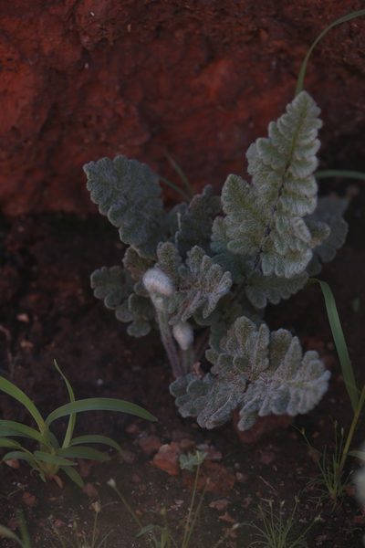 Cheilanthes brownii, photographed by Hugo Innes