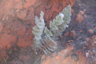 Cheilanthes brownii, photographed by Hugo Innes