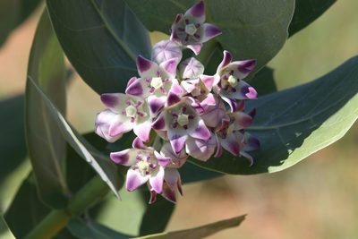 Calotropis procera, photographed by Hugo Innes