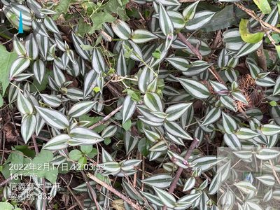 Tradescantia zebrina, photographed by 謝麗霦