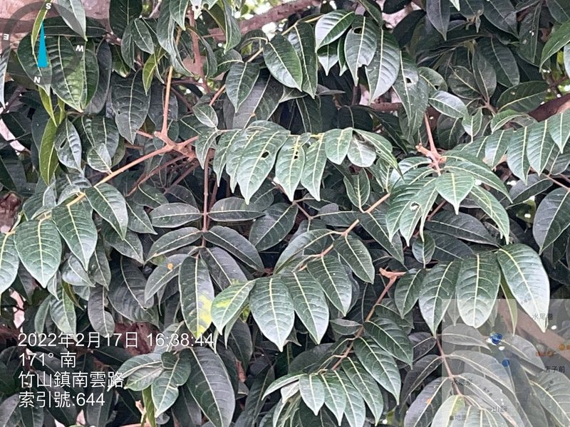 Canarium subulatum, photographed by 謝麗霦