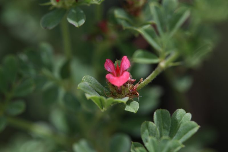 Indigofera tsiangiana, photographed by Hugo Innes