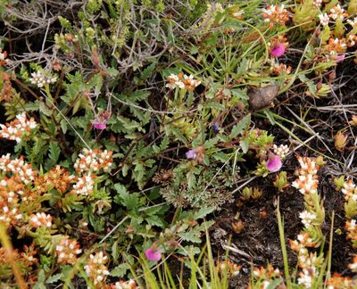 Hermannia coccocarpa, photographed by Tony Rebelo