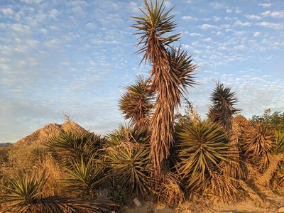 Yucca capensis, photographed by Zoltán Stekkelpak