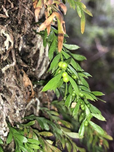 Tmesipteris ovata, photographed by Samuel Frankel